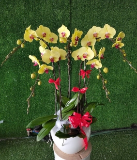 Hoa Lan Hồ Điệp